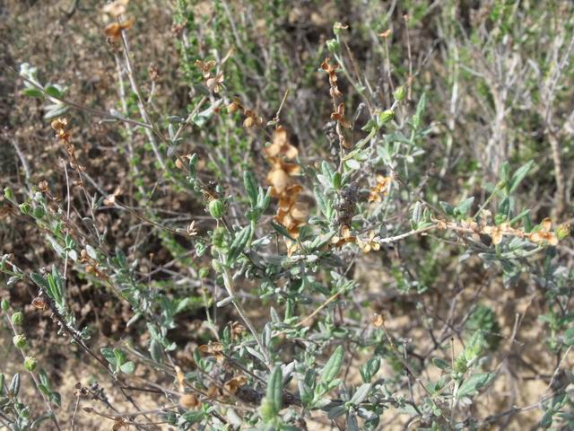 Helianthemum sessiliflorum / Eliantemo a spiga